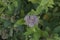 close-up: juvenile purple flowers and branches of japanese meadowsweet