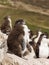 Close up of a juvenile rockhopper penguin on rock