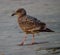 Close-up of juvenile seagull walking on beach with a bit of seaweed wrapped around one leg