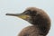 Close up of a juvenile shag