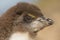 Close up of a juvenile southern rockhopper penguin