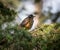 Close up of juvinile varied thrush in pine tree