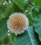 Close up of Kadam or Neolamarckia Cadamba Flowers