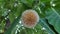 Close up of Kadam or Neolamarckia Cadamba Flowers