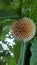 Close up of Kadam or Neolamarckia Cadamba Flowers