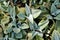 Close Up of Kalanchoe Humilis Succulent Plants