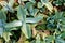 Close Up of Kalanchoe Humilis Succulent Plants