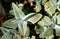 Close Up of Kalanchoe Humilis Succulent Plants