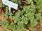 Close Up of Kalanchoe Millottii Succulent Plants