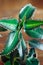 Close up of Kalanchoe pinnata plant.