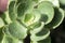 Close up of Kalanchoe - succulent