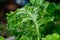 Close-up of kale growing with holes caused by garden pests eating the leaves. Fresh green kale leaves in the garden are being