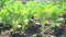 Close up of Kale in planting plots organic and waiting to be harvested by farmers