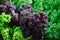Close up on Kale. purple  vegetable leaves, healthy eating, vegetarian food.