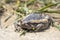 Close-up kaloula pulchra, fat, round, chubby female in the rainy season. Shaped like a frog