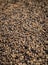 close-up of kampot pepper peppercorns drying in cambodia