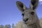 Close up of Kangaroo
