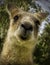 Close-up Kangaroo
