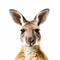 Close-up of a kangaroo, isolated on white background.AI generated