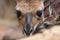 close-up of kangaroo joey peeking out of its mother's pouch with curious and inquisitive look