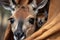 close-up of kangaroo joey peeking out of its mother's pouch with curious and inquisitive look