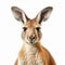 Close-up Kangaroo Portrait On White Background - Graflex Speed Graphic Style