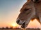 Close-up of a kangaroo\\\'s head with its mouth open against a sunset background. Generative AI