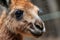 close-up of a kangaroo's head, showing its curious eyes and twitching nose