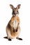 A close up of a kangaroo standing on its hind legs. Generative AI image.