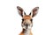 A close up of a kangaroo with a white background. Generative AI image.