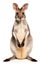 A close up of a kangaroo on a white background. Generative AI image.