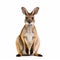 A close up of a kangaroo on a white background. Generative AI image.