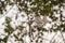 Close up Kapok Or silk white Cotton Tree.Fresh ceiba pods on tree.