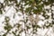 Close up Kapok Or silk white Cotton Tree.Fresh ceiba pods on tree.