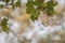 Close up Kapok Or silk white Cotton Tree.Fresh ceiba pods on tree. and bokeh background