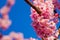 Close up of Kawazu cherry blossoms