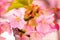 Close up of Kawazu cherry blossoms