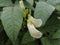 Close up of Kecipir or Psophocarpus tetragonolobus flowers