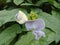 Close up of Kecipir or Psophocarpus tetragonolobus flowers.