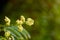 Close up of Kedondong, ambarella or june plum (Spondias dulcis) flowers, in shallow focus