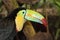 Close-up of a keel-billed toucan head