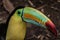 Close up of a keel-billed toucan Ramphastos sulfuratus