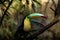 Close up of a keel-billed toucan Ramphastos sulfuratus