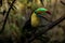 Close up of a keel-billed toucan Ramphastos sulfuratus