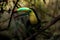 Close up of a keel-billed toucan Ramphastos sulfuratus