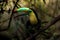 Close up of a keel-billed toucan Ramphastos sulfuratus