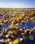 Close-up of kelp at the Baltic Sea and horizon in the background