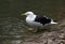 Close -up of a Kelp Gull (Larus dominicanus)