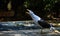 Close-up of a Kelp Gull (Larus dominicanus)