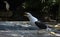 Close-up of a Kelp Gull (Larus dominicanus)